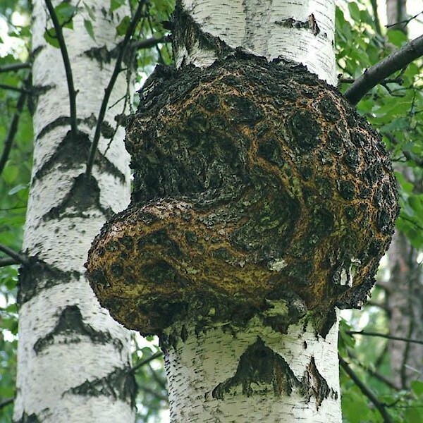 Ноты в ароматах